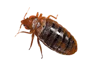 bed_bug_PNG33