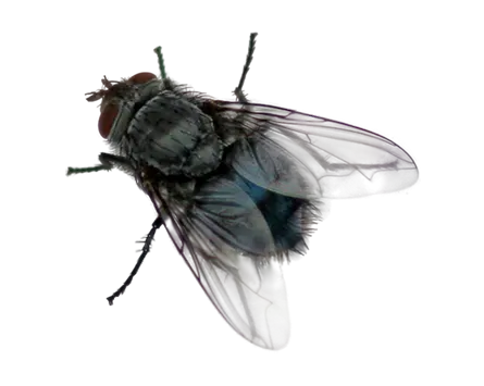 Fly-PNG