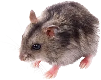 rat_mouse_PNG2467