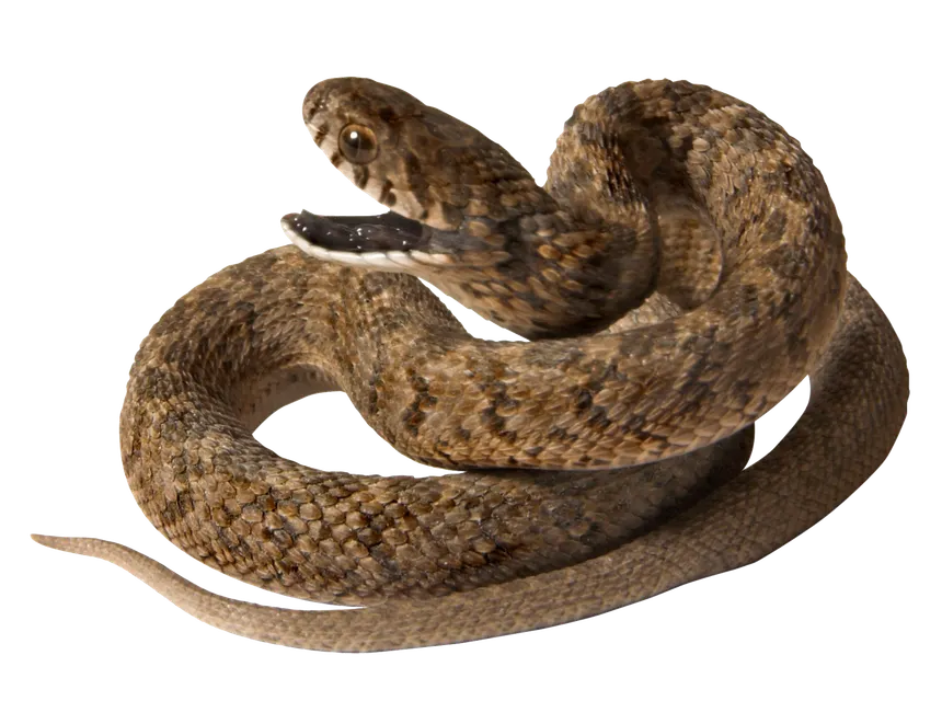 snake_PNG4076